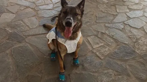 Insaf Abbas Scar the sniffer dog facing the camera wearing blue protective boots and a blue and white cooling jacket