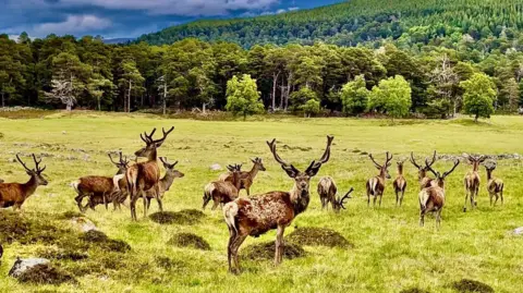 A stag with a mottled brown coat staring straight at the camera while around a dozen other deer walk away behind him. The picture is taken in a grass field on the edge of a forest and below a hill. 
