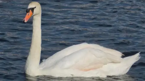 A swan glides on the river surface, the bottom of its wings a faint pink.