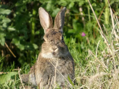Emma Legge A rabbit looks at the camera with foliage and plants in the background