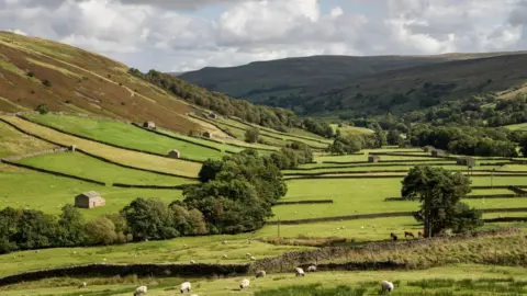 Getty Images Rolling hills in the the Yorkshire Dales scattered with occasional trees and white sheep.