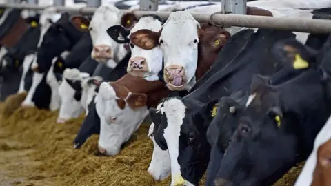 About a dozen dairy cows eating silage. They have their heads poked under a bar in their pen. One brown and white cow is looking directly at the camera and poking its tongue into its nostril.