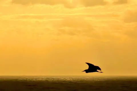 David Griffiths A silhouette of a bird flying above calm sea under a golden sunset sky.