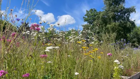 Brookfield Allotment Close up of the roof of the bunker, with tall pink, yellow, white and purple flowers.