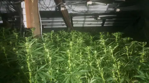 Many cannabis plants in what appears to be the loft of a building, with wires dangling into the frame from the cladded roof above.