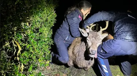 RSPCA The deer is sedated with its head resting on the knee of a rescuer while another works to free him. Both people are wearing navy clothes. It is also dark.