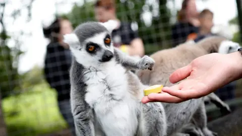 Hoo Zoo and Dinosaur World Hand feeding a Lemur