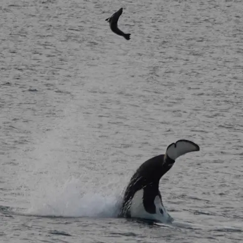Kathleen Dinsdale The tail of a whale is sticking out of the sea. A seal is flying high in the air.