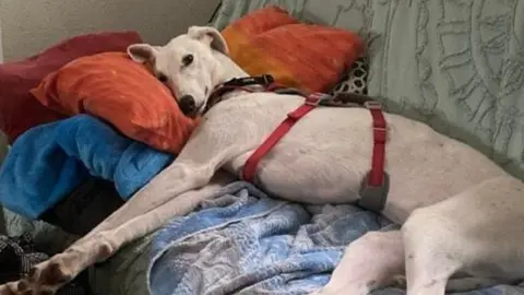 A white lurcher-type dog lying on a sofa, which is covered by a throw, in its new home. It is wearing a red harness around its midriff.