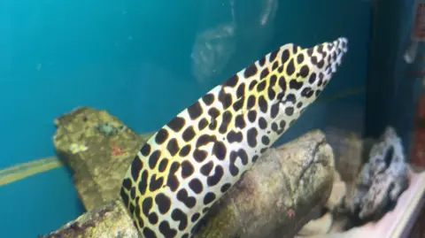 Chris McHugh / BBC A moray eel emerges from a hole in a prop inside a fish tank. The eel is white and yellow in colour, with large black spots in the pattern of leopard-print