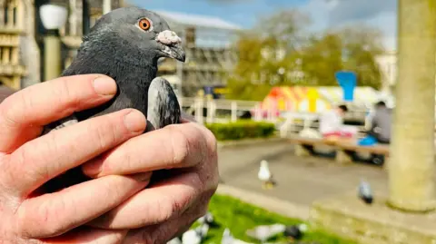 A close up image of a pigeon being held in someone's hands. The blurred background is outdoors on a sunny day, showing a bench with two people sitting on it, the rooftops of a market and surrounding buildings 
