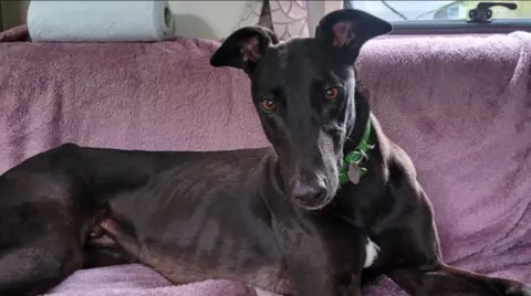 A black whippet dog sat with a green collar and sat a purple sofa.
