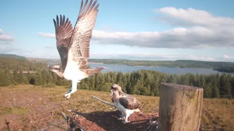 Visit Kielder A fledgling as it flies out of the nest with its wings above it. It is the same nest as the photo above and there is another osprey in the nest behind it.