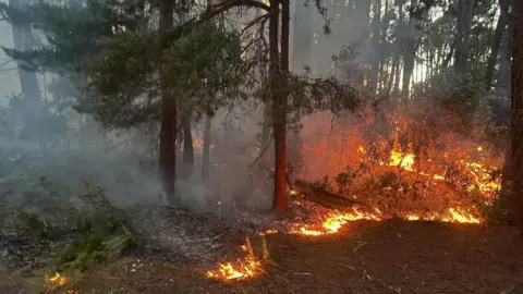 Area of heath with trees and shrubs, swathes of fire can be seen across the ground.