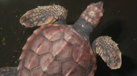 BBC A close-up of a pink turtle in a tank