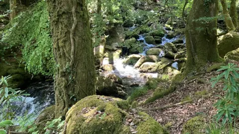 Water is crashing in and around boulders as part of a natural landscape, in places a waterfall is created and there are large trees in the foreground