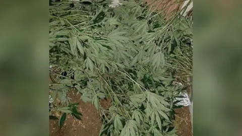 Nottinghamshire Police A pile of cannabis leaves