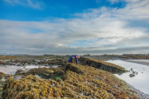Scottish Power A wide vista of the Solway coast with rocks and water pools and lots of seaweed under a blue sky with some cloud. A man stands in the middle picking up some seaweed to examine it.