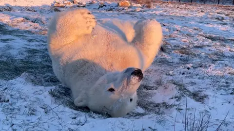 A polar bear rolling around in snow