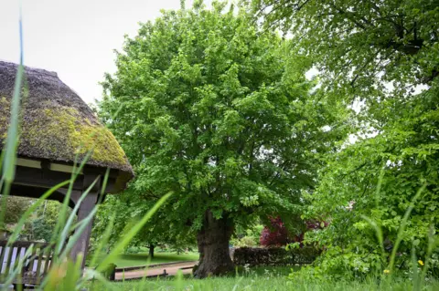 Getty Images A large sycamore tree with a very large trunk and leaves on its branches. There is a straw roof of a building in the foreground along with grass and greenery.