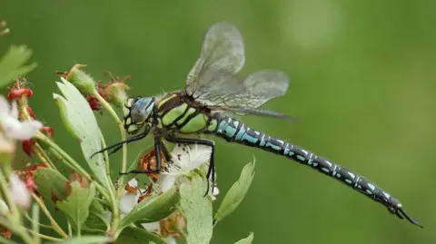 Getty Images A green and blue male hairy dragonfly, brachytron pratense, perches on a flowering hawthorn bush in springtime, with pale leaves and white blossoms. The insect's wings are partly open against a soft green background.
