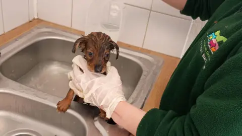 Margaret Green Animal Rescue A brown puppy is washed in a sink by a volunteer.