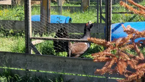 Derbyshire Wildlife Trust A capercaillie in a back yard aviary