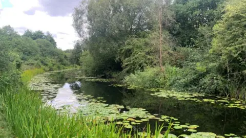A canal going from bottom right to halfway up on the left on the photo. There are trees to the right of the canal and smaller trees, as they appear on the image, on the left of the canal. There are lily ponds in the water and long grass around the edge.