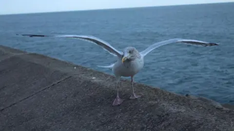 A seagull standing on a sea wall outstretches his wings