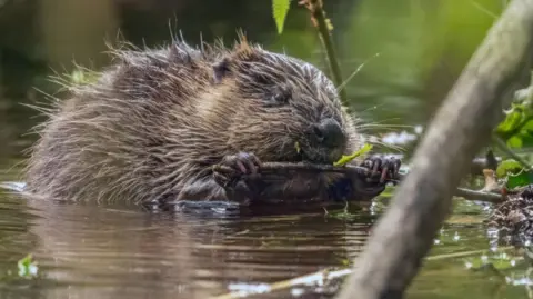 A beaver partly submerged in water and chewing on a twig.