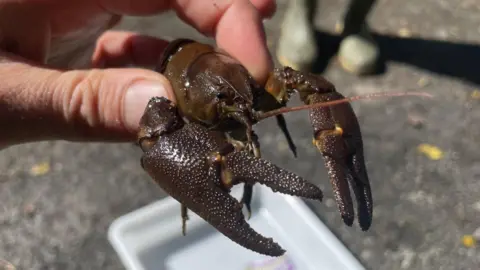DEFRA A brown crayfish is being held over a white tray by a thumb and index finger. The crayfish has small spikes on it's two pincer-like front claws and a long proboscis.