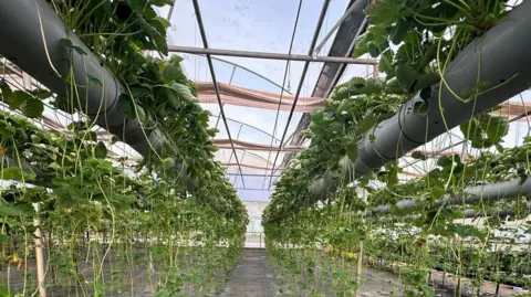 Tara Farms Fresh Strawberry plants grow in grey plastic tubes raised off the ground. Runners dangle down from the main plants.
