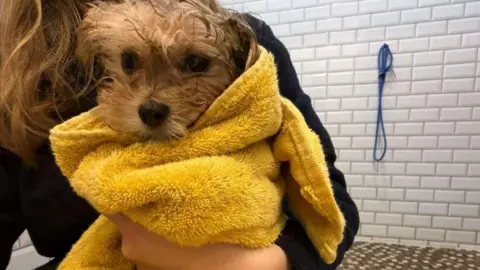 RSPCA A puppy wrapped in a yellow towel held by a woman dressed in a black jumper.