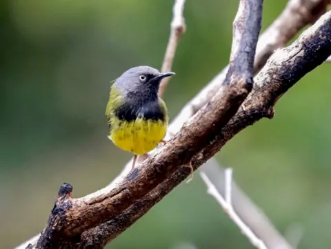 Ross Gallardy, pequeño pájaro de pecho amarillo sentado en una rama