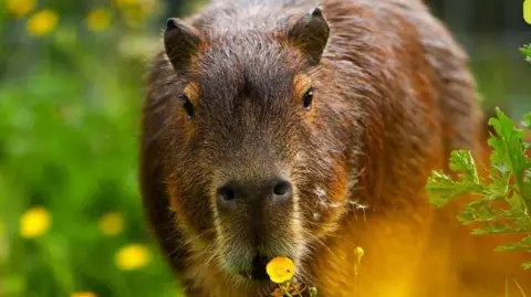 A brown capybara is pictured surrounded by bushes and grass, walking towards the camera.