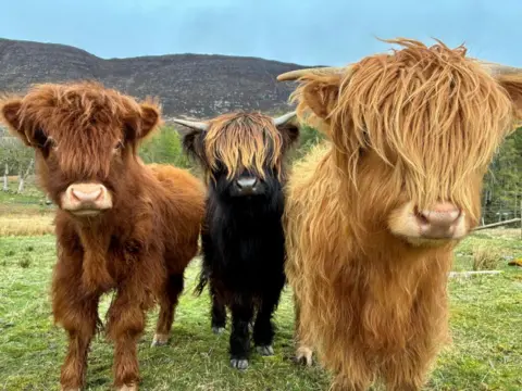 Catriona Sutherland Three highland cows all facing towards the camera standing in a field. The two on the outside have brown fur and the one in the middle has black fur with a brown mane. 