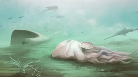 Artists impression of what the animal would have looked like shows the light coloured animal on the seabed with tentacles trailing behind it and a small shell in the centre of its mass.  