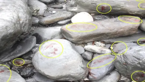 Seal Research Trust Large boulders show blood stains caused by seals stampeding over them