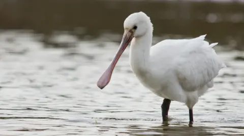 Spoonbill