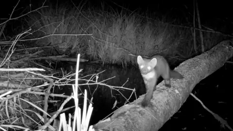 Longleat A pine marten crossing a stream via a fallen log at night is captured by a camera trap.  