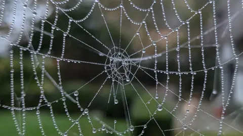 Duncan A cobweb bejewelled with dew drops with a blurred background of a hedge