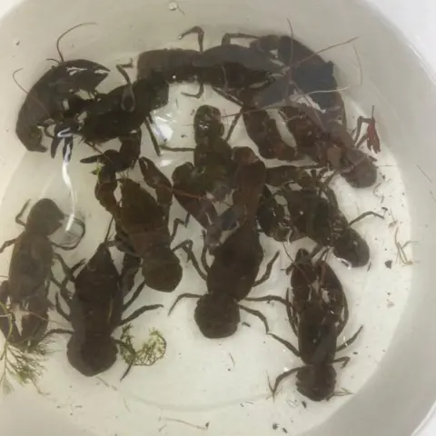 A white bucket with crayfish in water