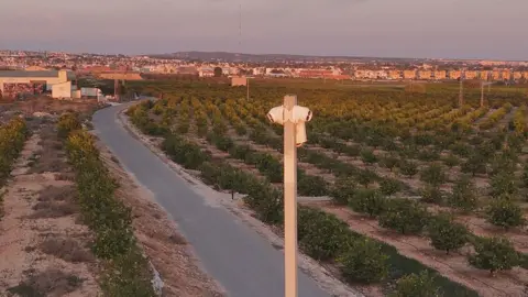 A long tramac road separates the rows of very neatly planted lemon trees as part of a large grove that extends to both sides of the image. A metal pole appears under the camera line in which CCTV cameras are installed at the top. Homes, factories and hills are visible at a distance, which is setting the sun with a warm light.