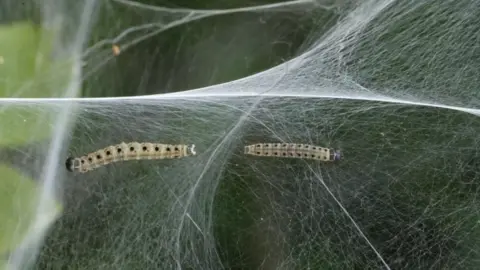 PA Media Ermine caterpillars crawling along a silk web.