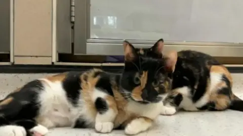 Two kittens lying on the floor of their enclosure.