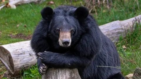 Manor Wildlife Park A large black bear leaning on a big piece of wood. The bear's hands are wrapped around the wood. It's eyes are open and it's looking at the camera.
