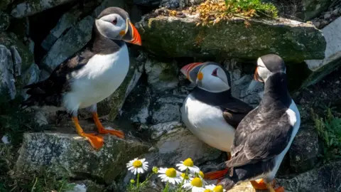 Getty Images Three puffins nestled in cliff edges. 