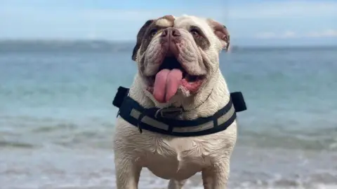 Dudley the Bulldog on Cawsand Beach in Cornwall with the sea in the background