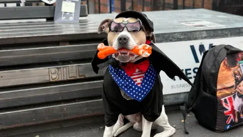 A dog holding an orange bone in its mouth sits on a bench, wearing a pear of bat-shaped sunglasses. He also wears a black t-shirt, a US flag bandana, a black cap, and a pair of black bat wings.