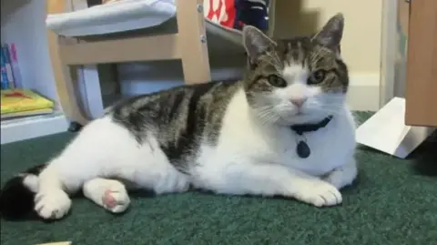 Cilla, a white and brown domestic shorthair cat sits on the ground.